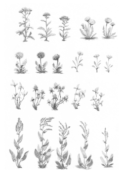 https://www.alexandredoucin.fr/files/gimgs/th-76_Plantes-collection-A.jpg