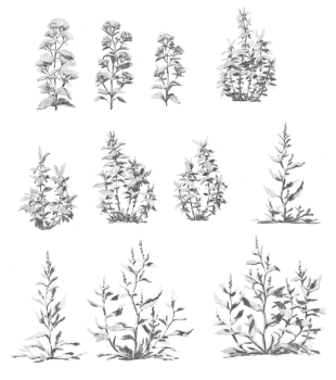 https://www.alexandredoucin.fr/files/gimgs/th-76_Plantes-collection-B.jpg
